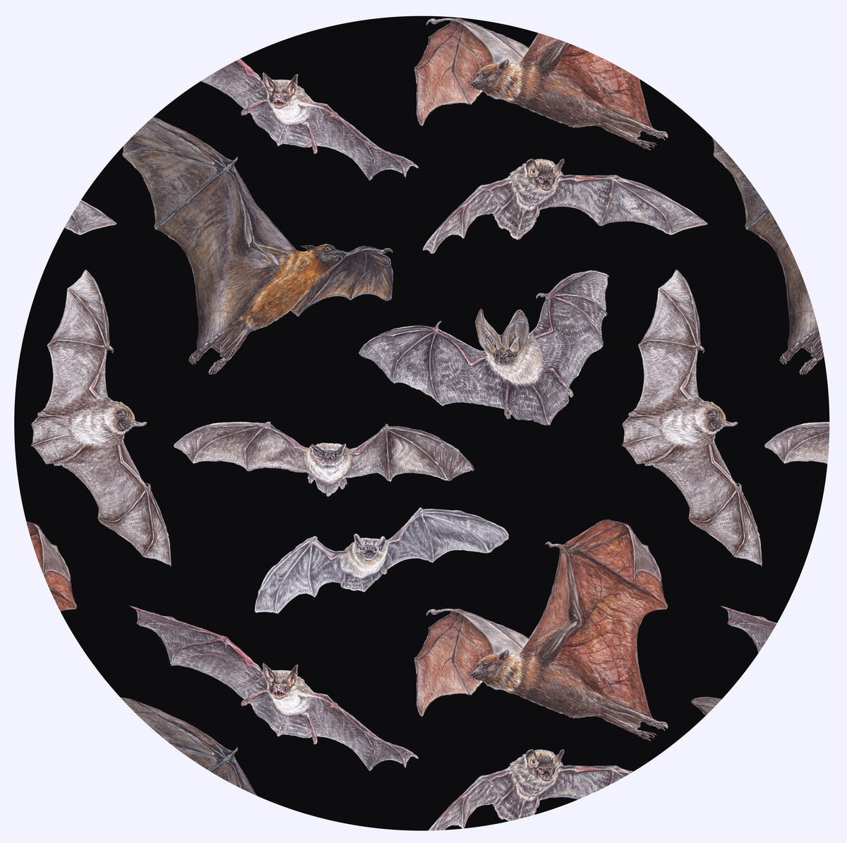 Bat Collection