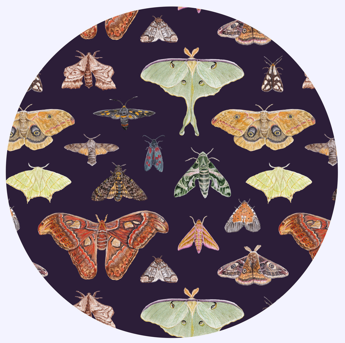 Moth Collection