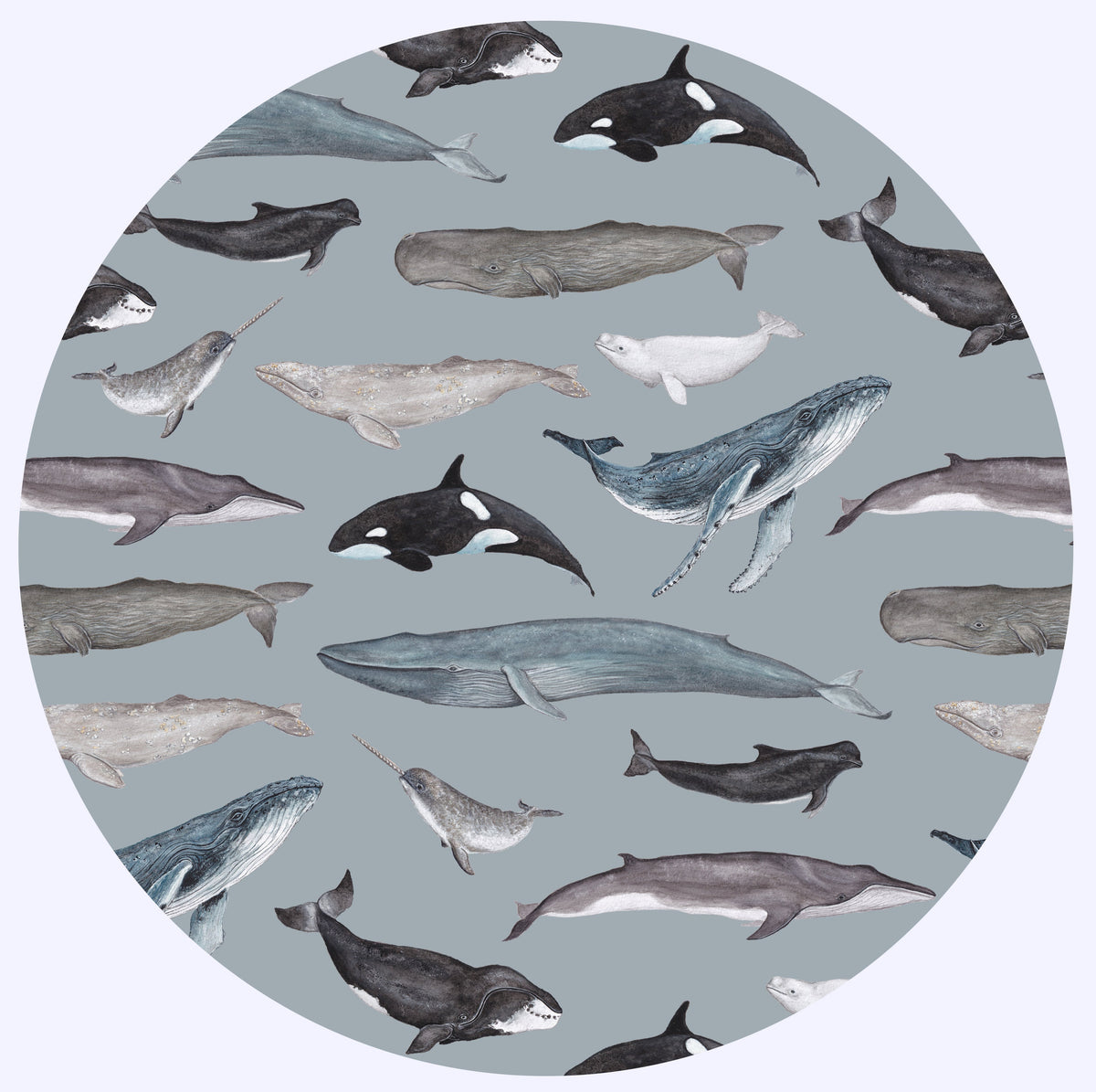 Whale Collection