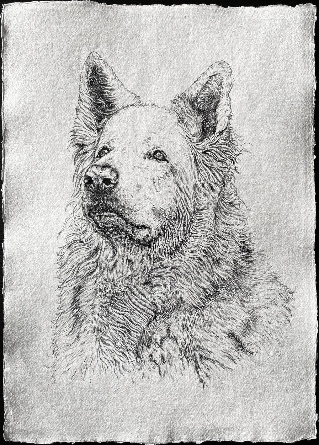 A3  Pet Portrait Commission image 2