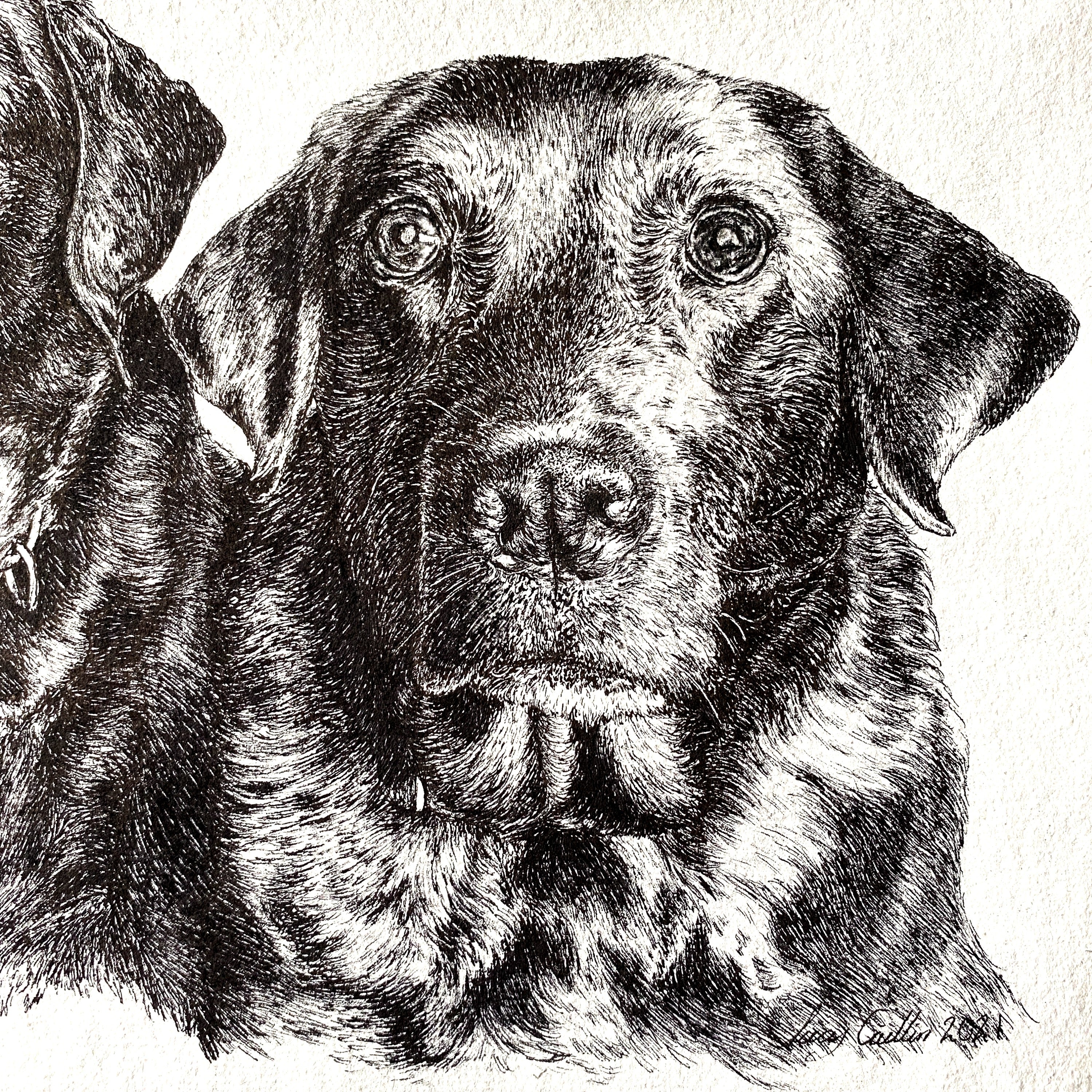A4  Pet Portrait Commission image 3