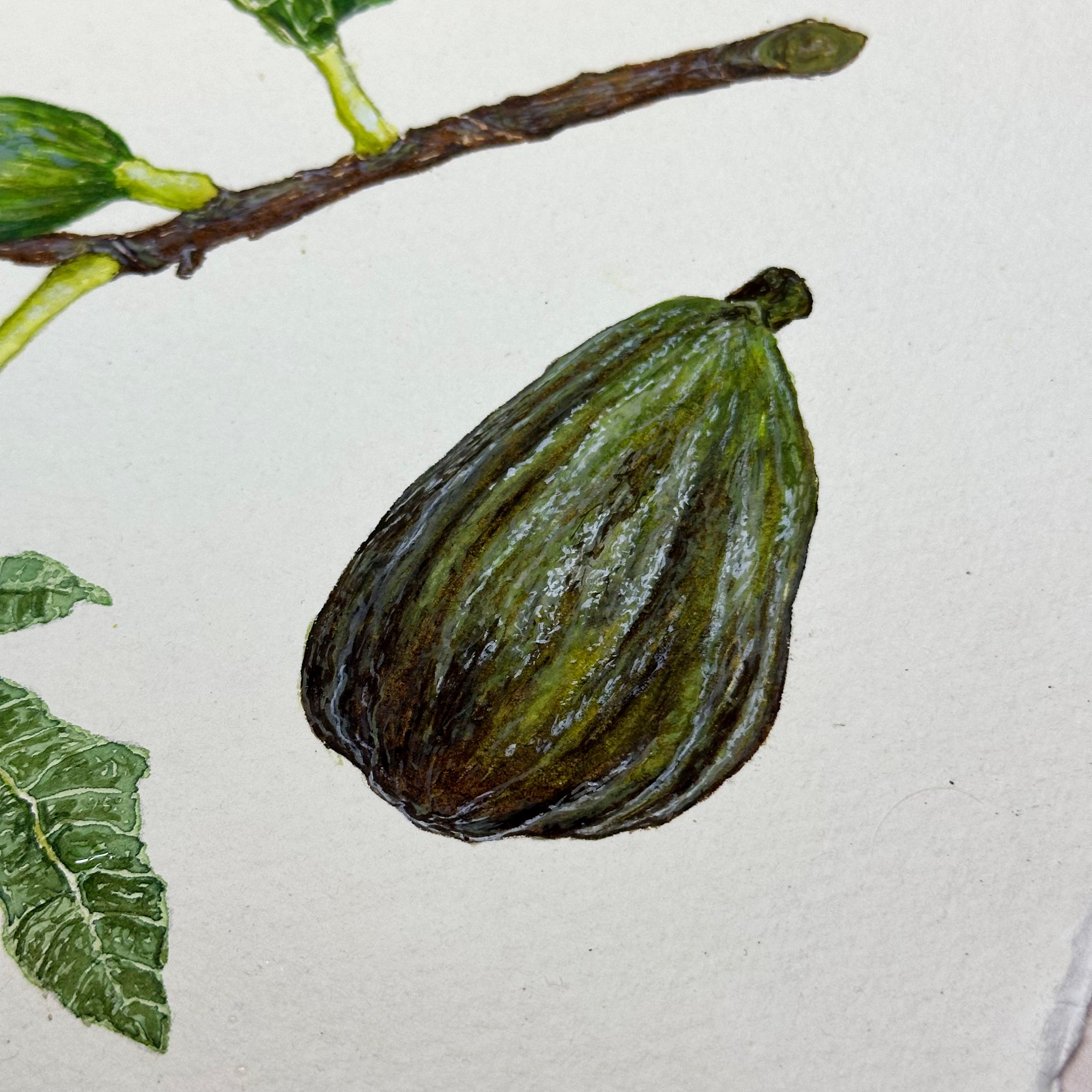 Botanical Painting Commission image 6