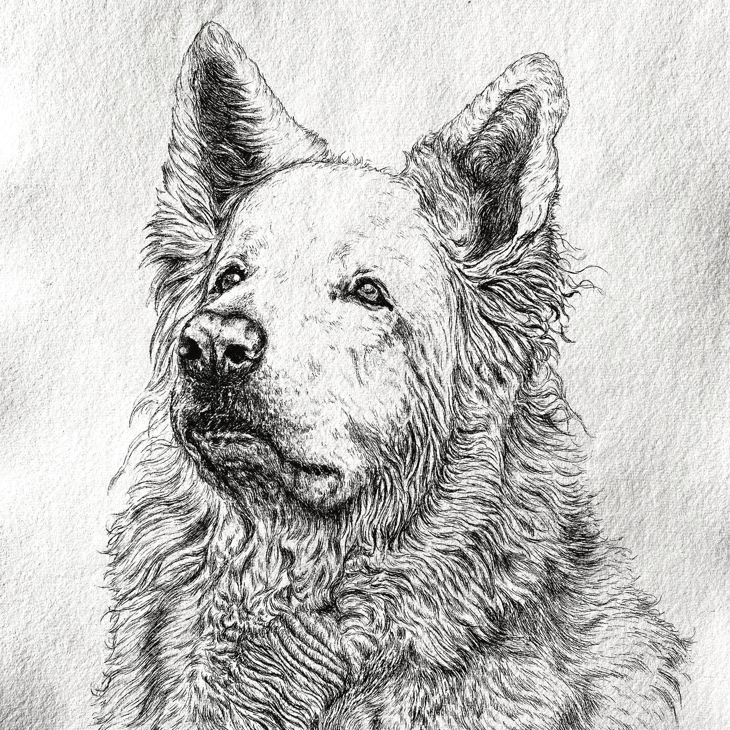 A3  Pet Portrait Commission image 3