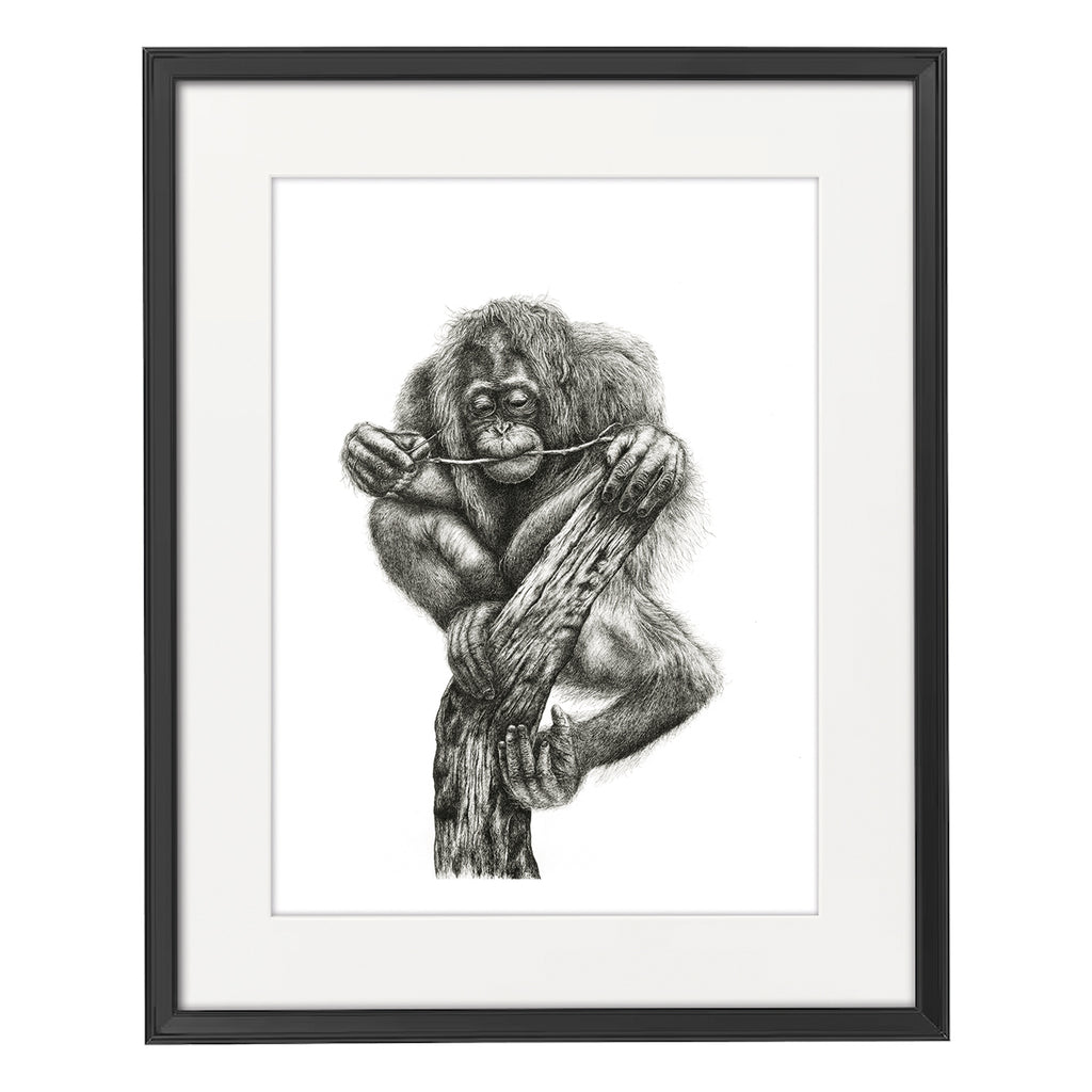 'The Last Branch' - A3 Limited Orangutan Inking Print image 1