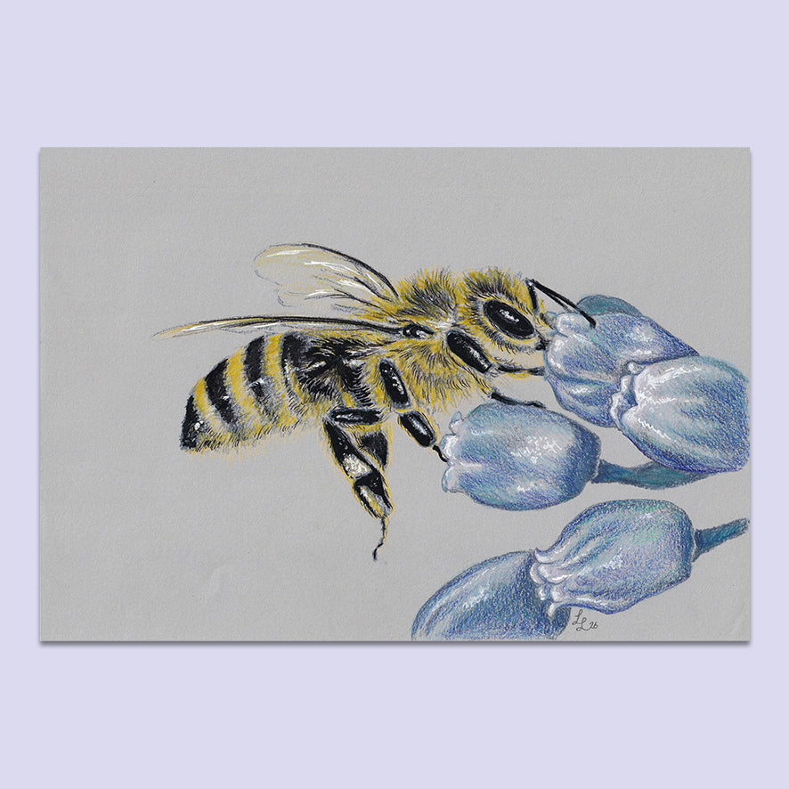Honey Bee Flower #3 - A5 Original Pencil Artwork