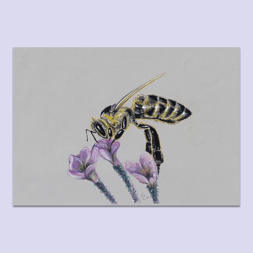 Honey Bee Flower #4 - A5 Original Pencil Artwork