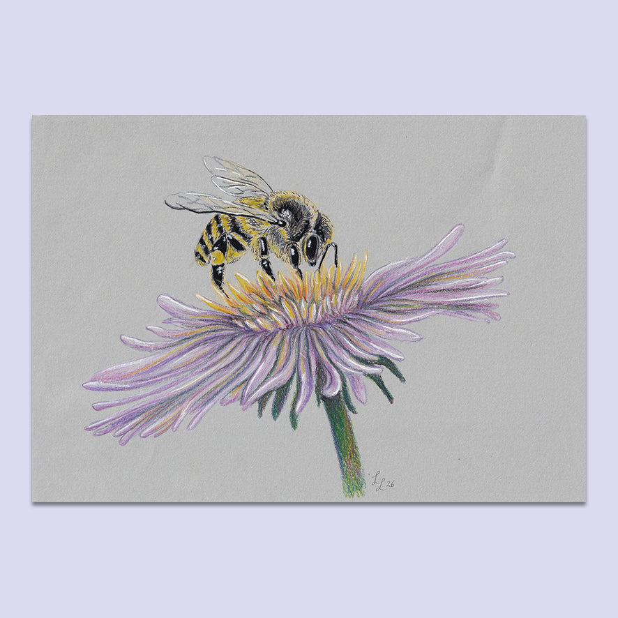 Honey Bee Flower #5 - A5 Original Pencil Artwork