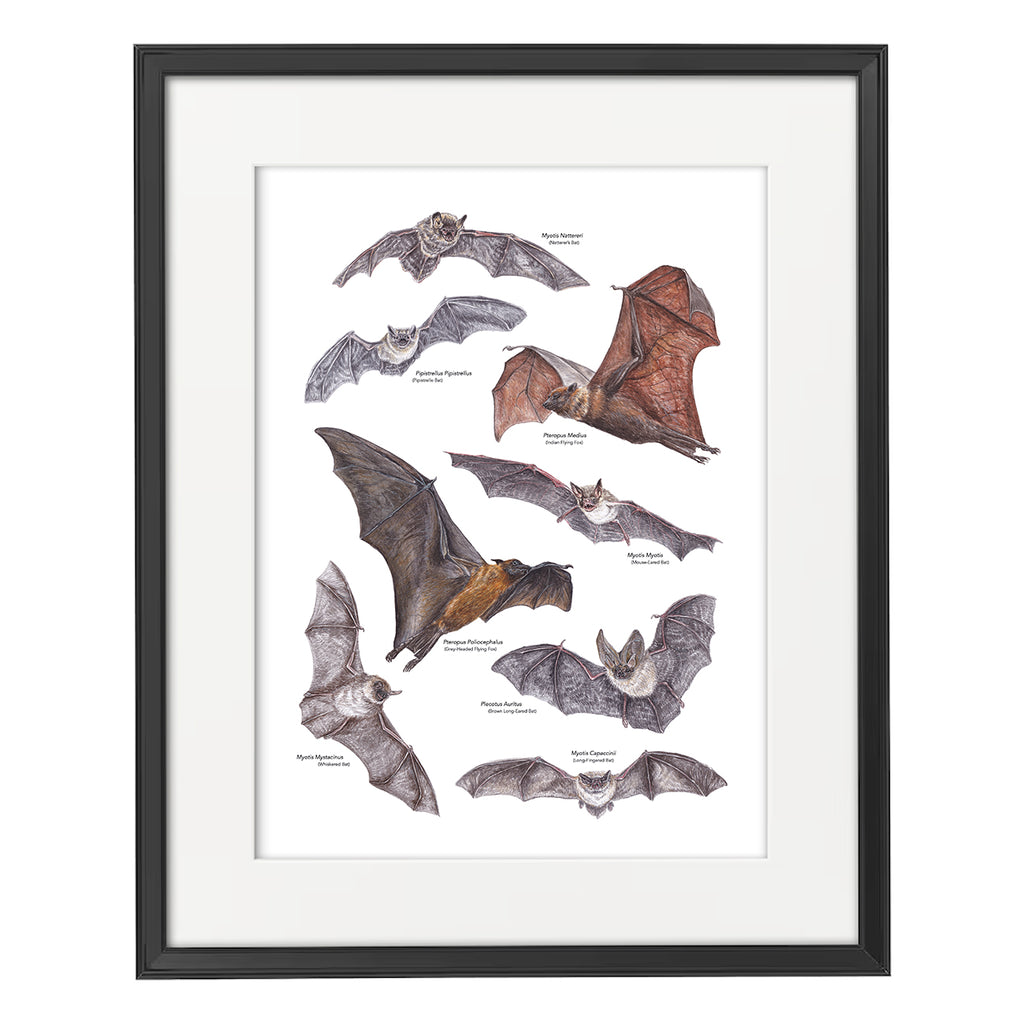Bat A3 Print
