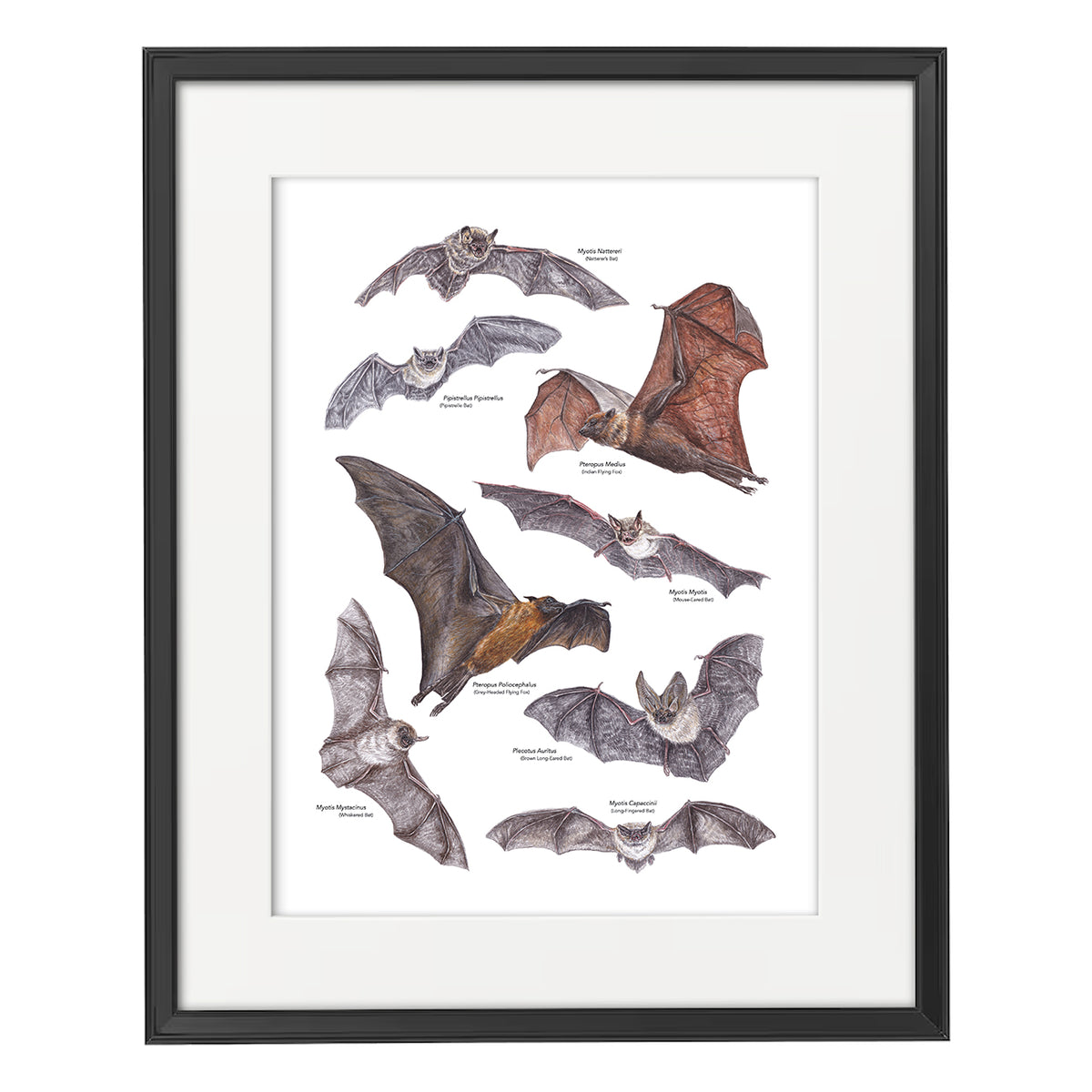 Bat A3 Print
