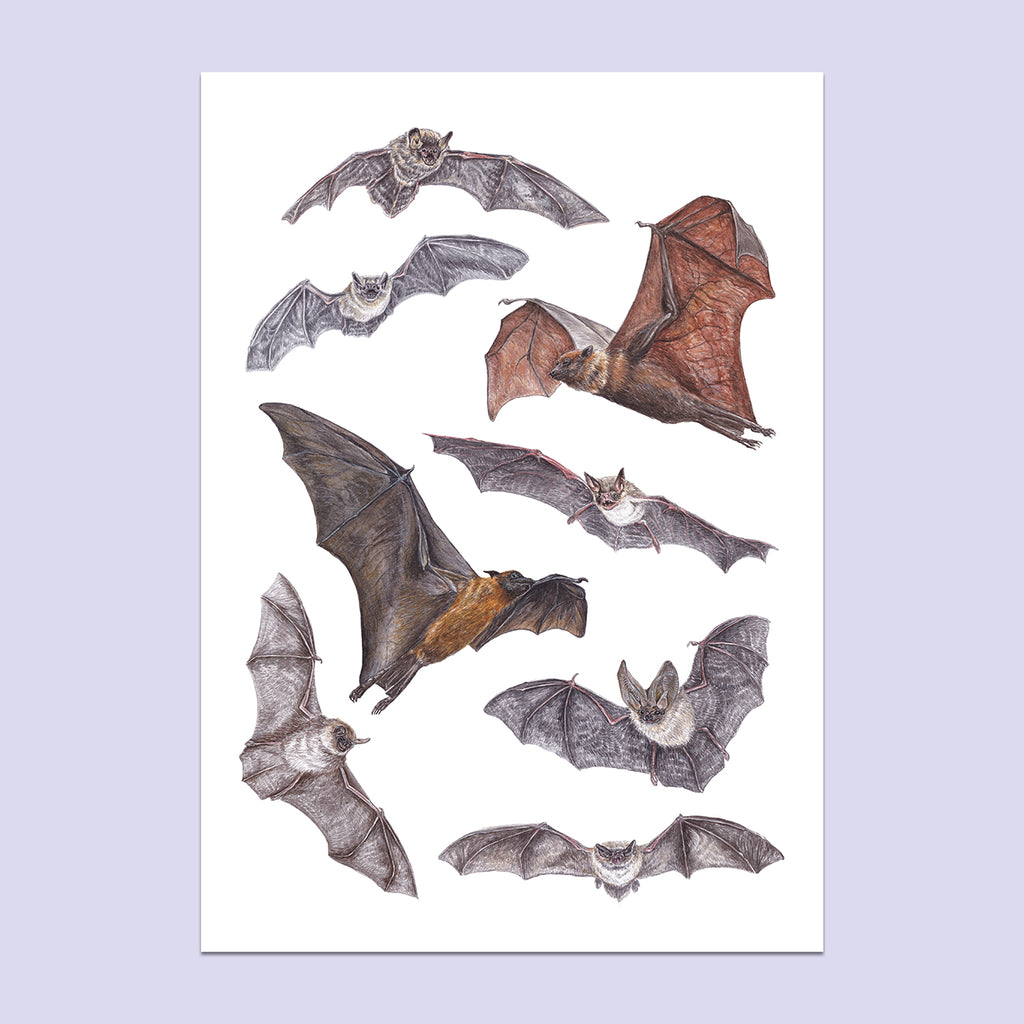 Bat A3 Print