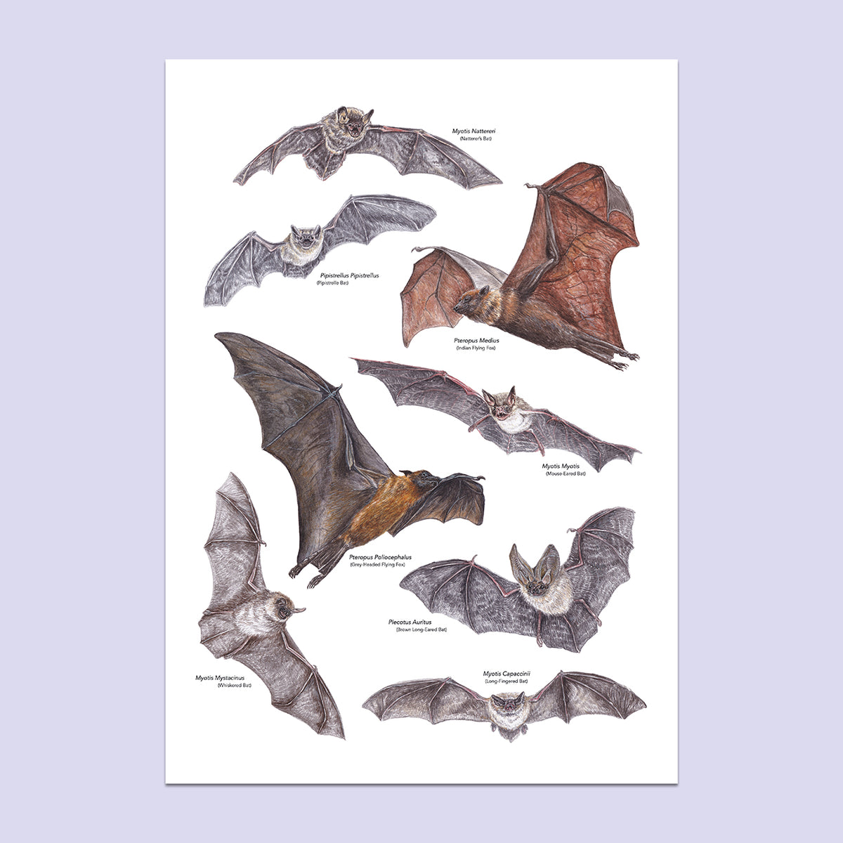 Bat A3 Print