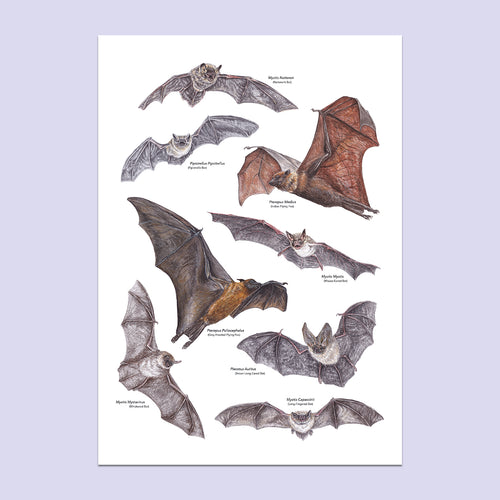 Bat A3 Print
