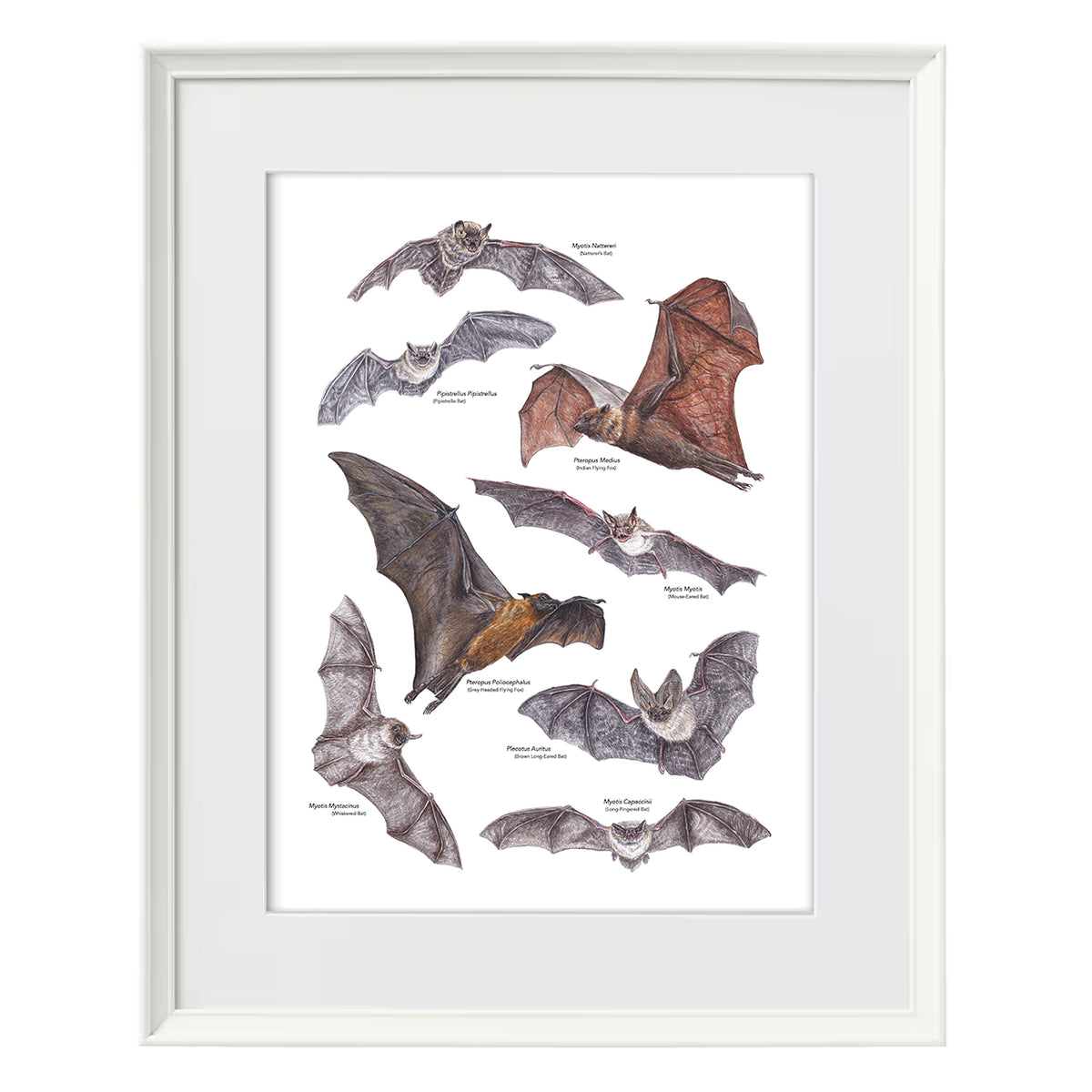 Bat A3 Print