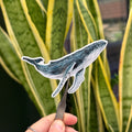 Humpback Whale - Vinyl Sticker