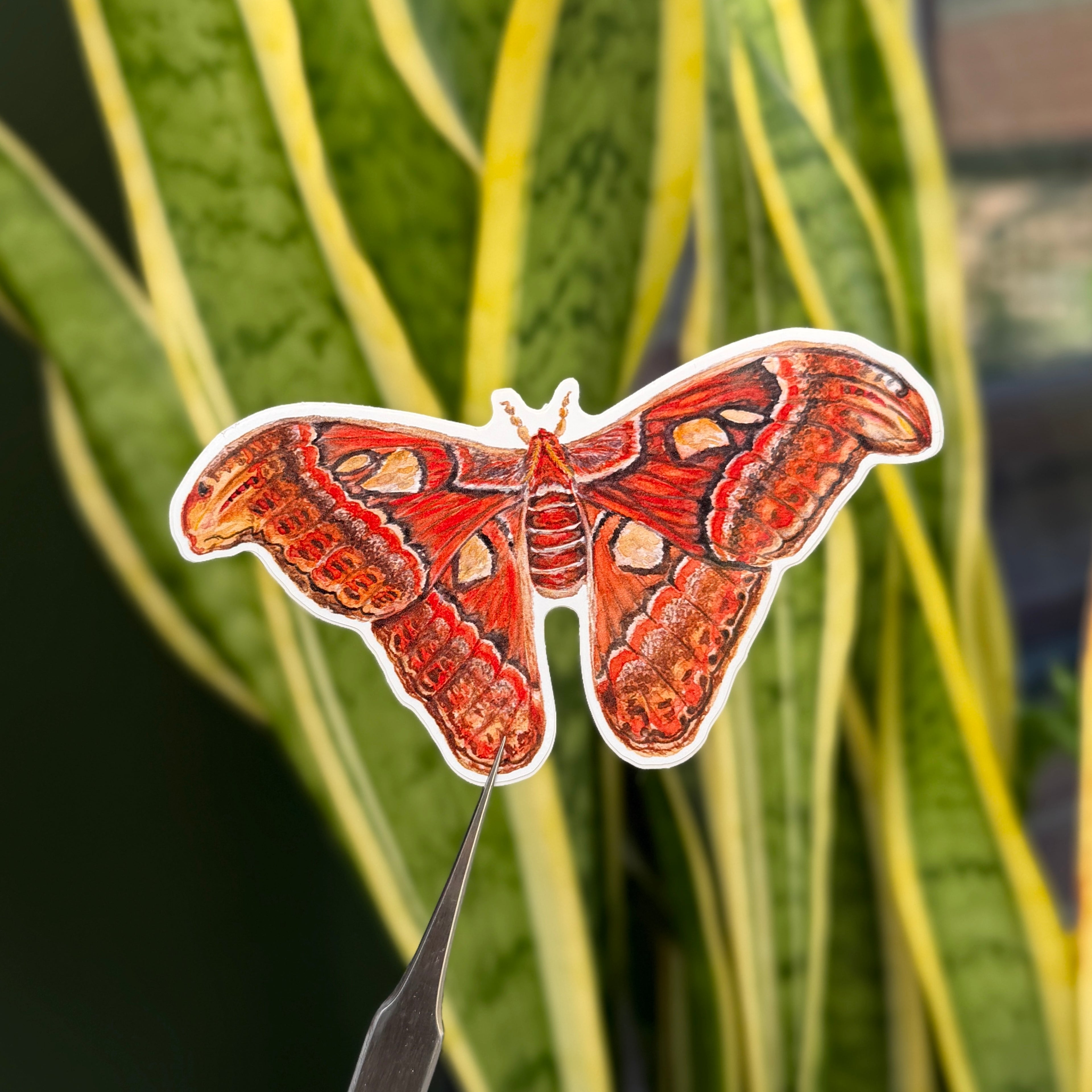 Atlas Moth - Vinyl Sticker