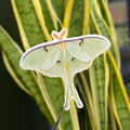 Luna Moth - Vinyl Sticker