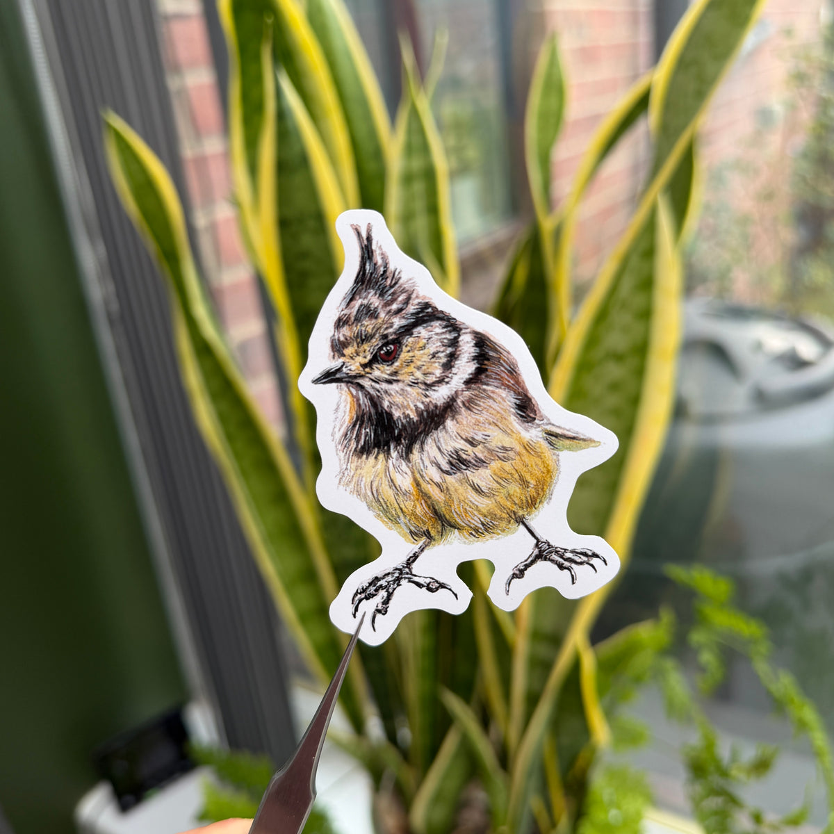 Crested Tit - Vinyl Sticker