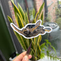 Turtle - Vinyl Sticker