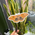 Polyphemus Moth - Vinyl Sticker