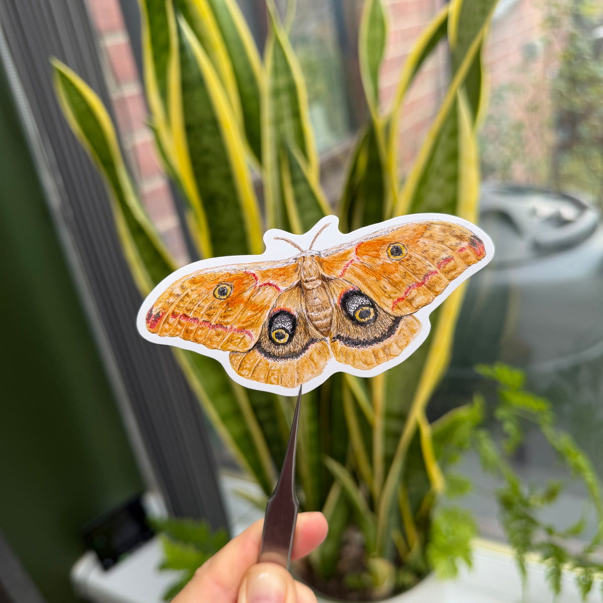Polyphemus Moth - Vinyl Sticker