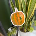 Kakai Squash - Vinyl Sticker