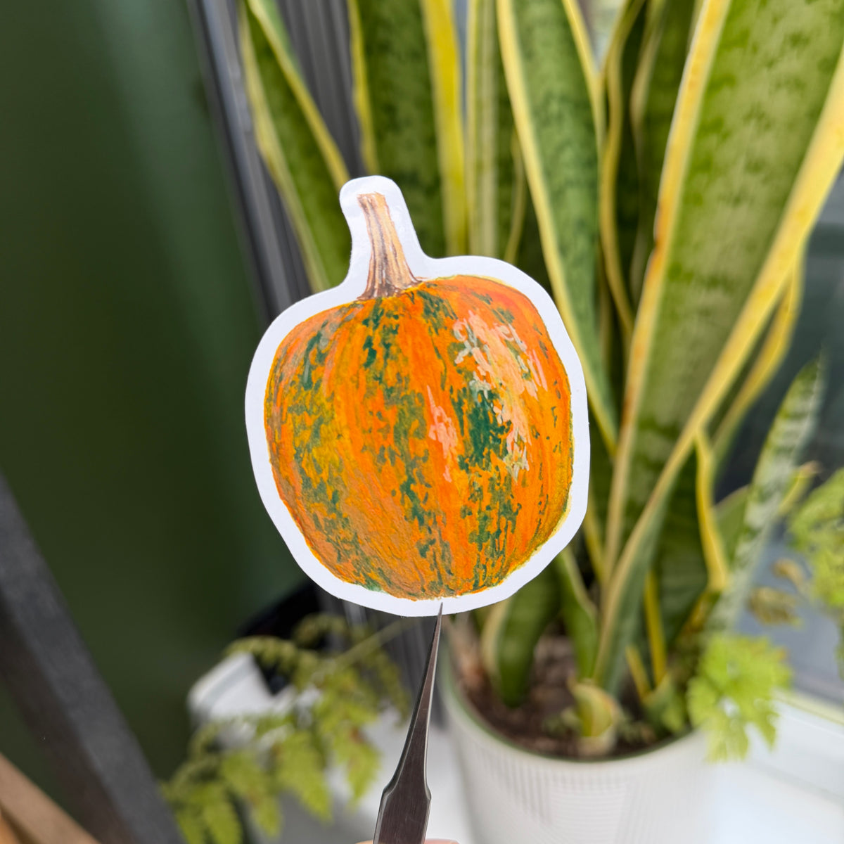 Kakai Squash - Vinyl Sticker