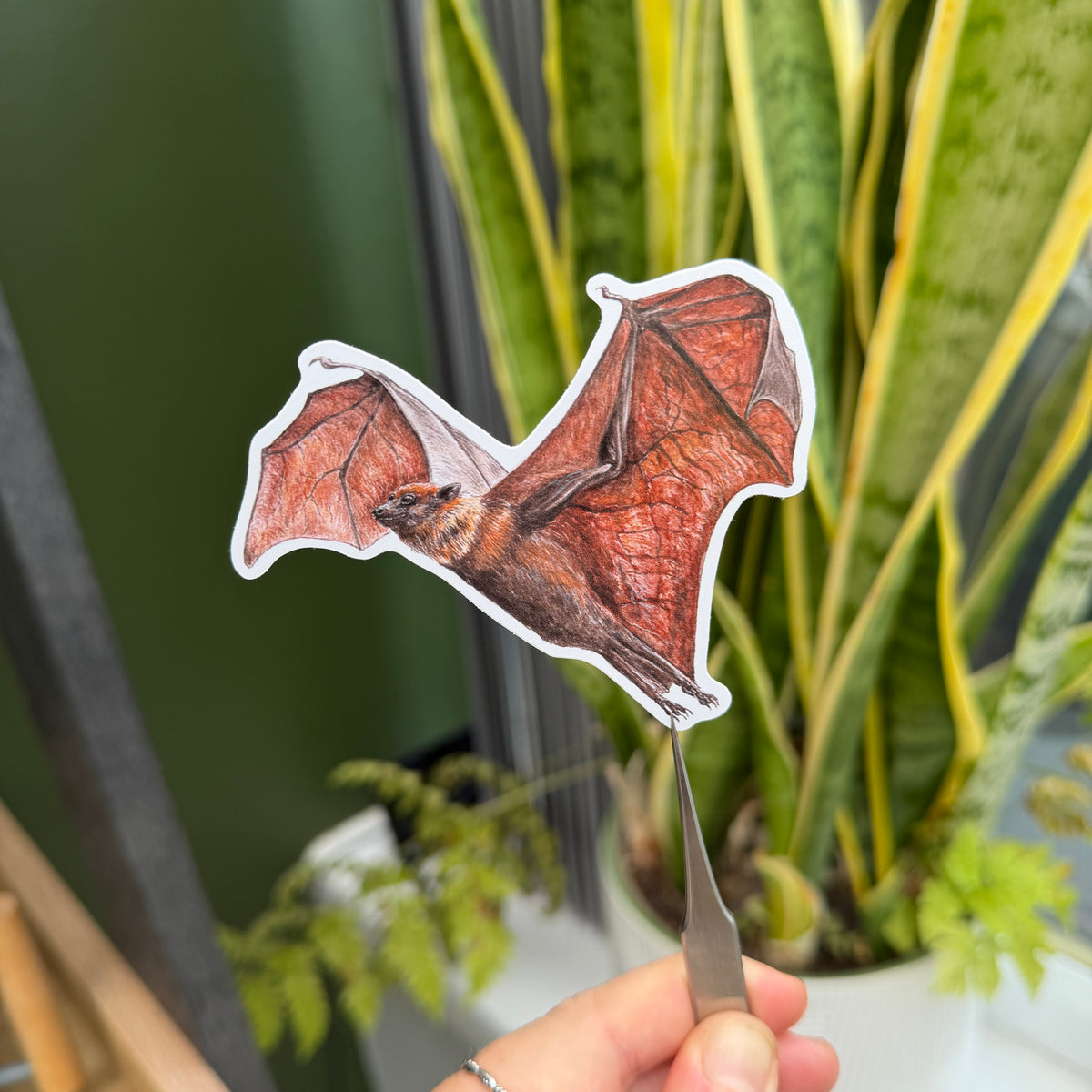 Indian Flying Fox - Vinyl Sticker