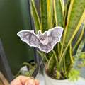 Whiskered Bat - Vinyl Sticker