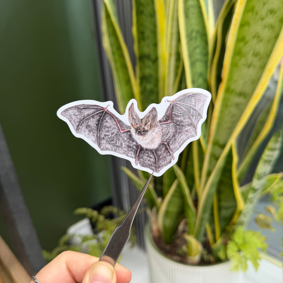 Whiskered Bat - Vinyl Sticker