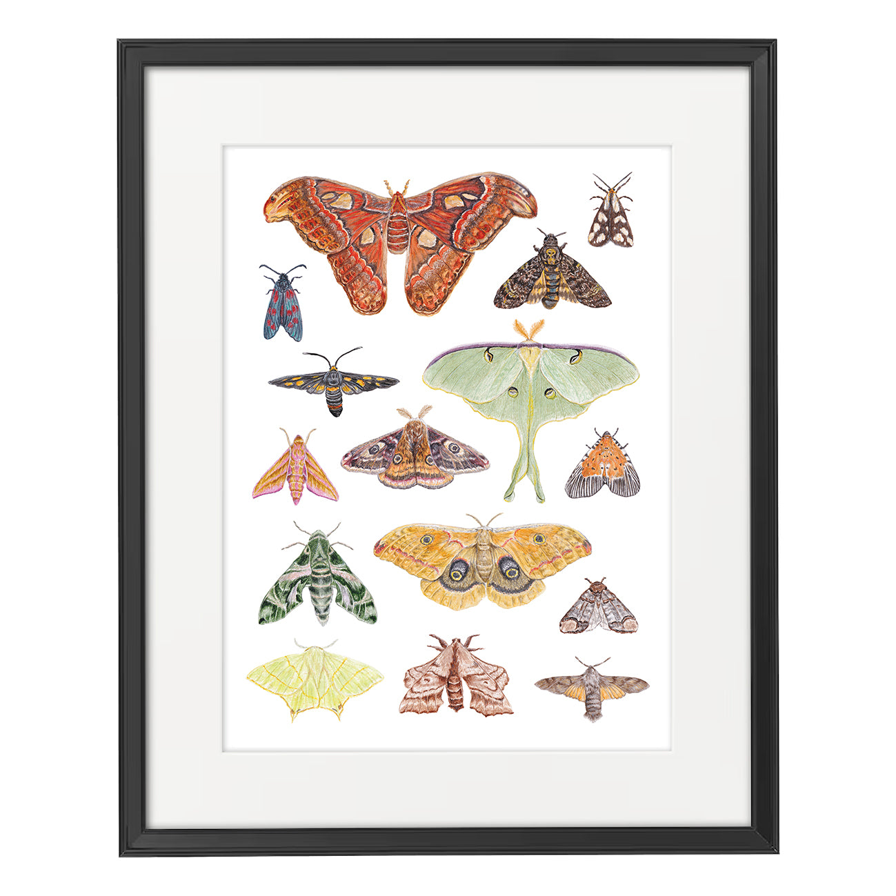 Moth A3 Print