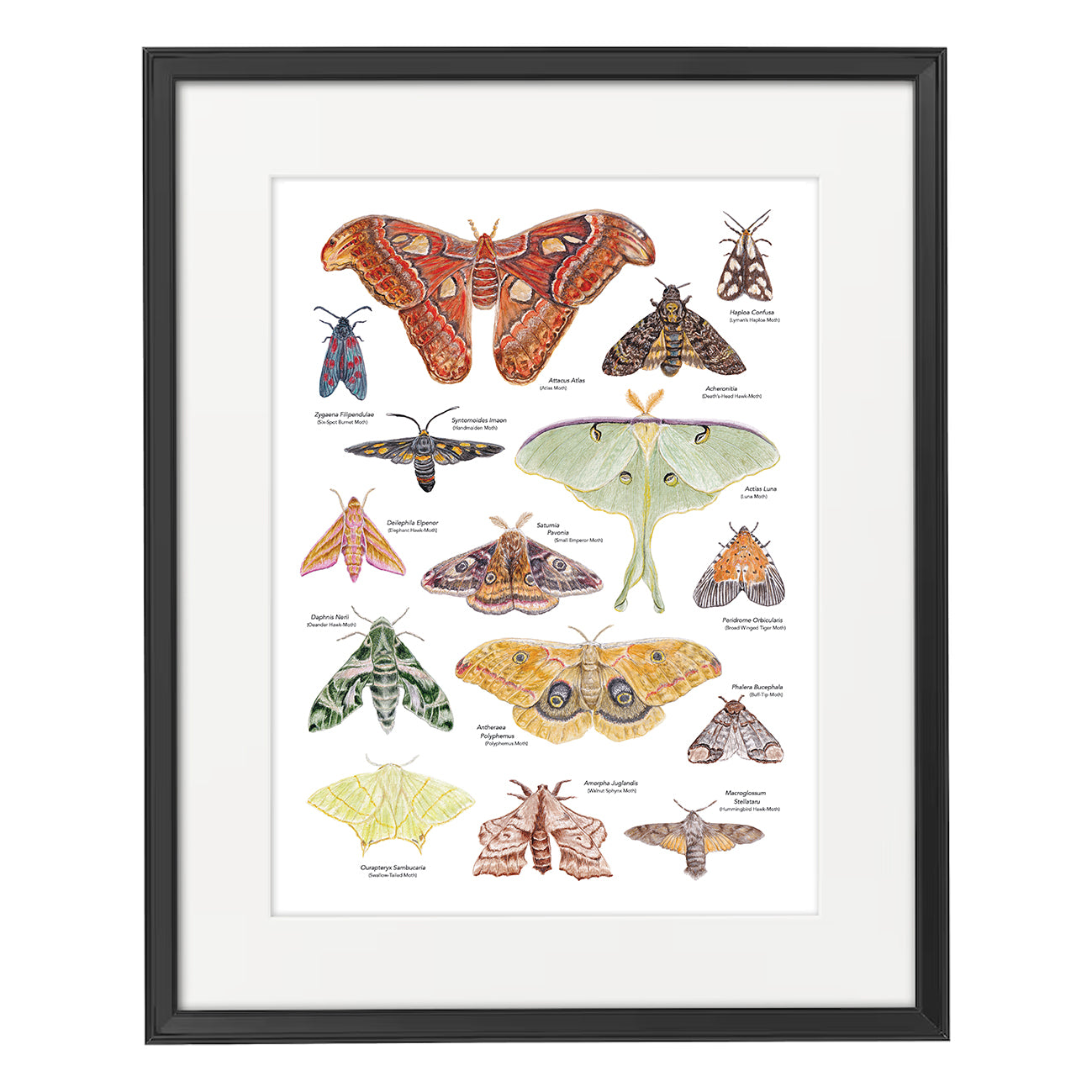 Moth A3 Print