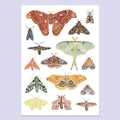 Moth A3 Print