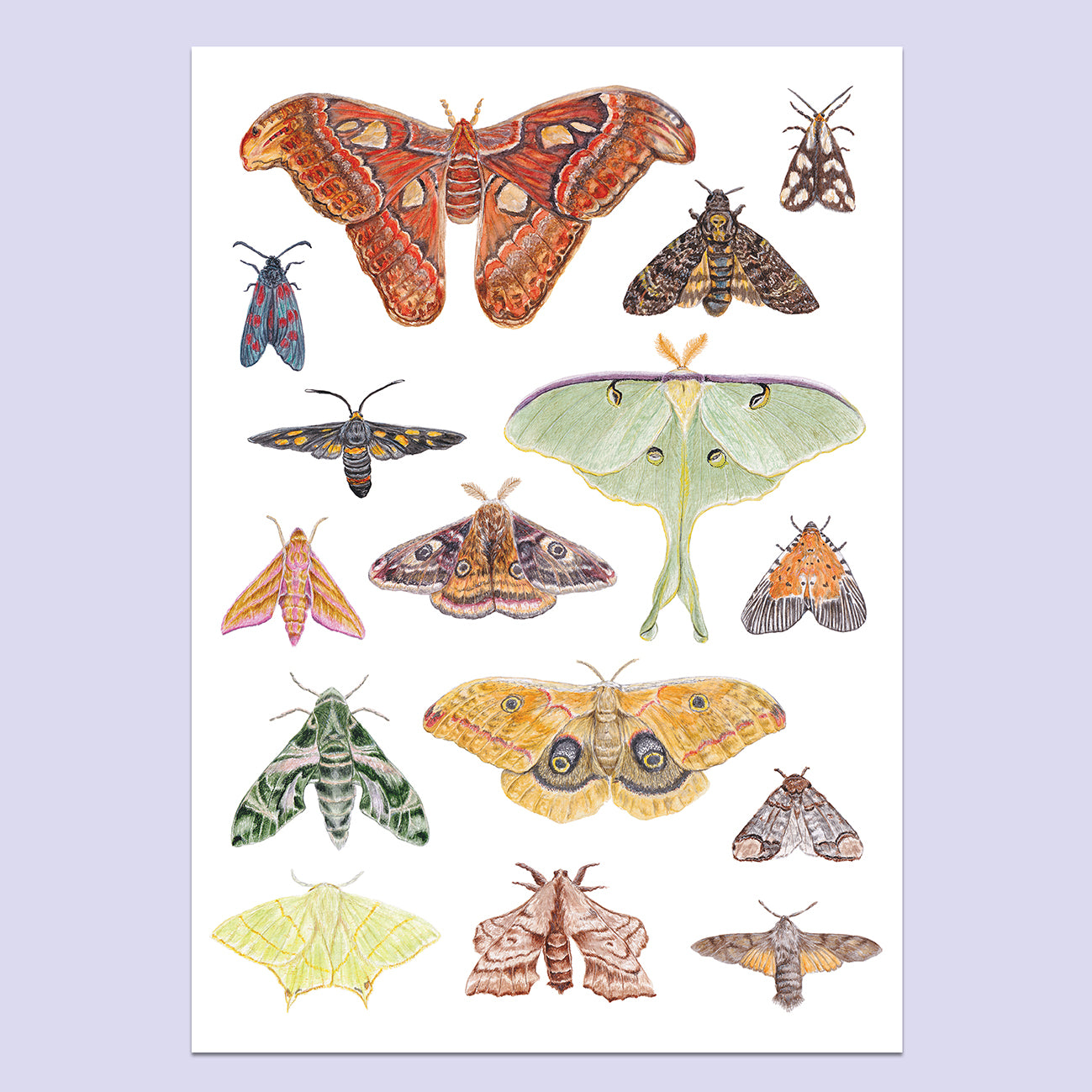Moth A3 Print