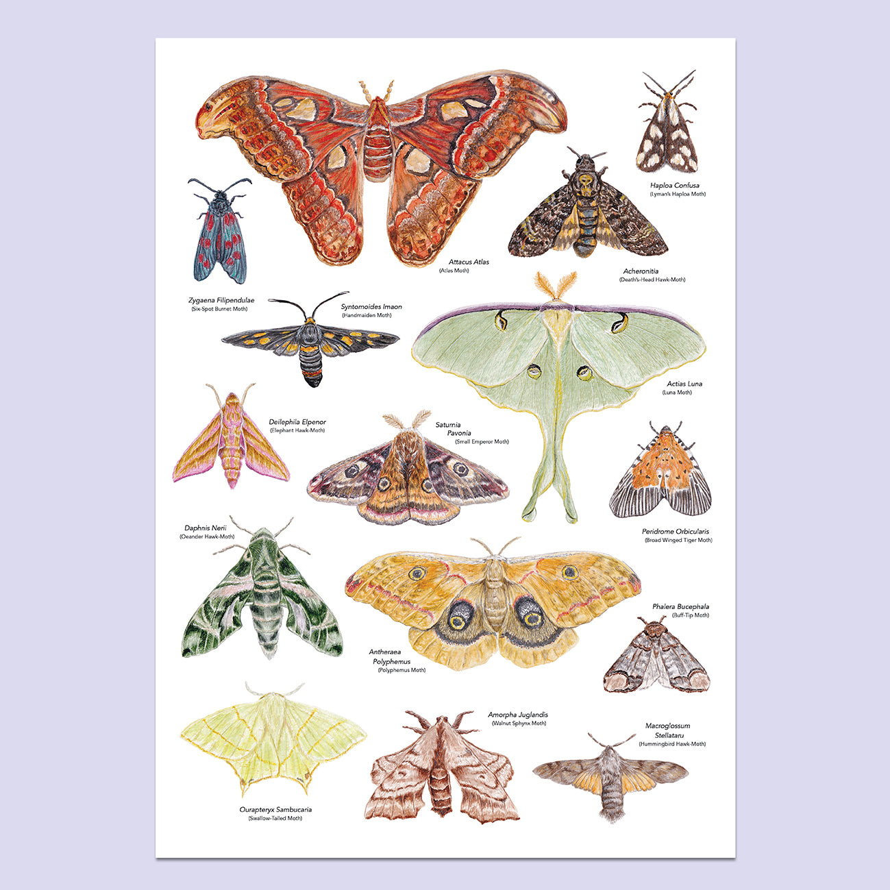 Moth A3 Print