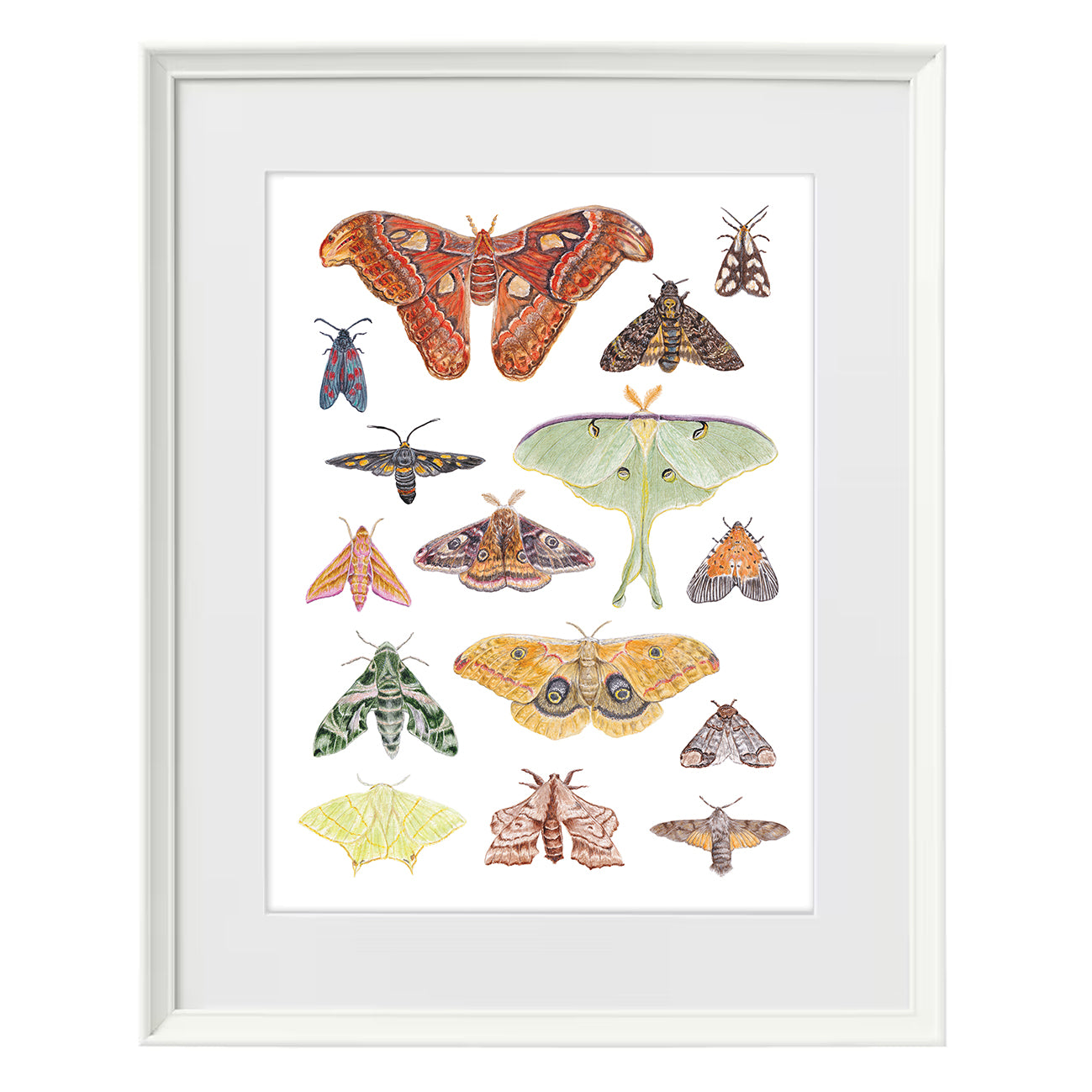 Moth A3 Print