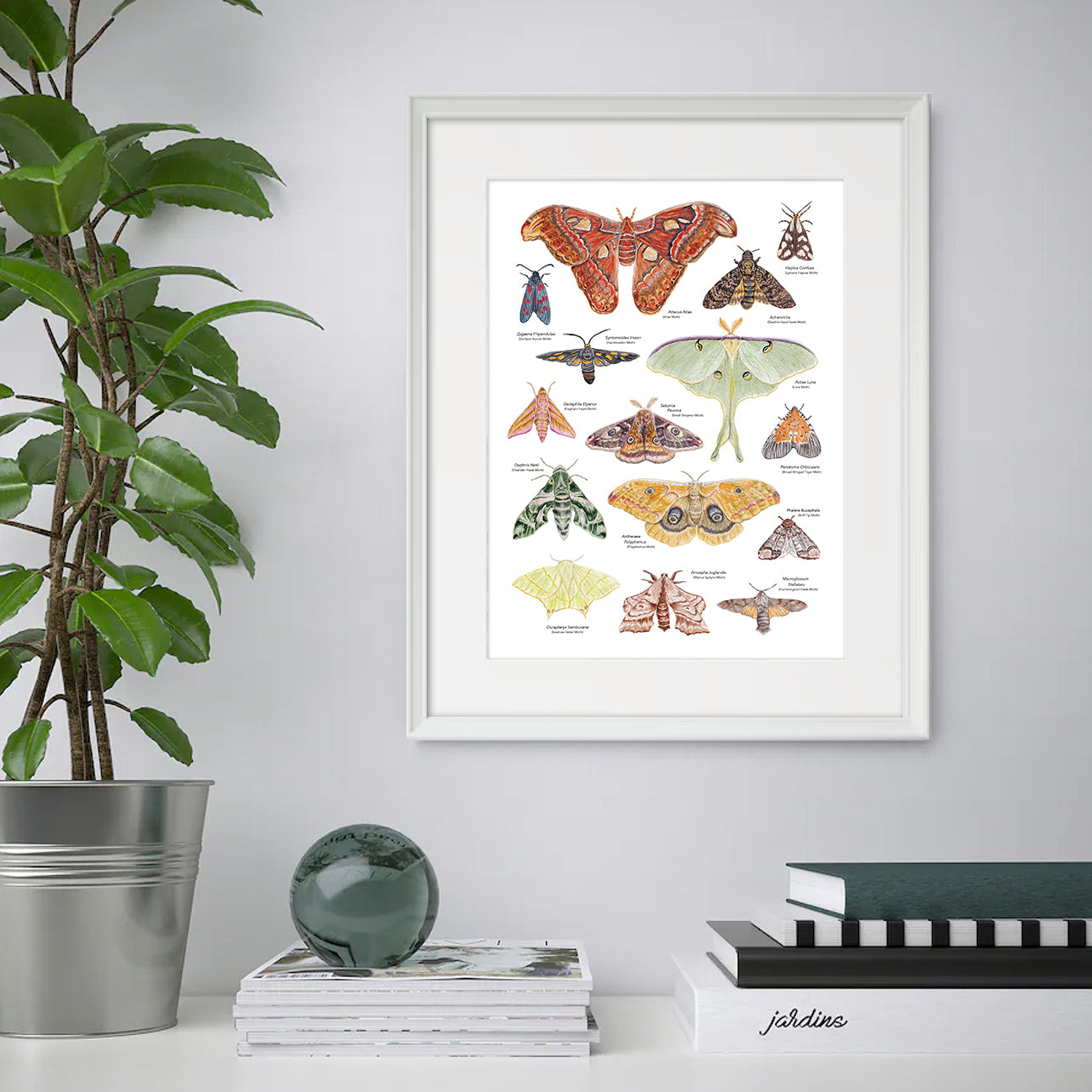 Moth A3 Print