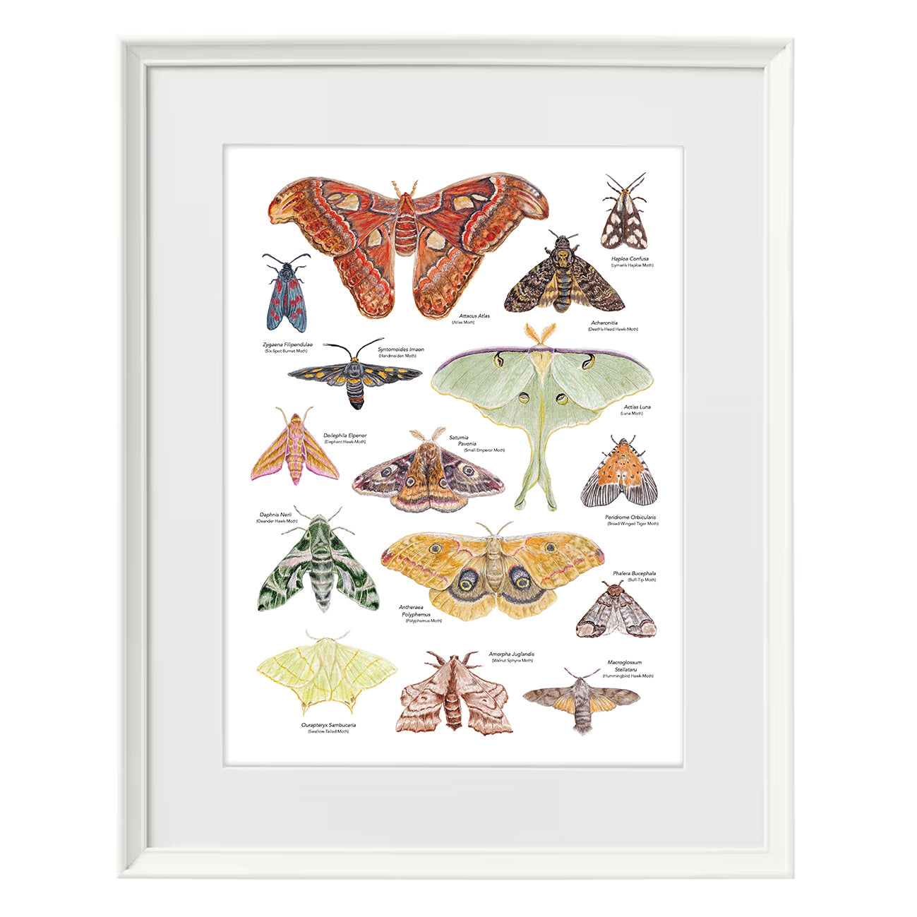 Moth A3 Print