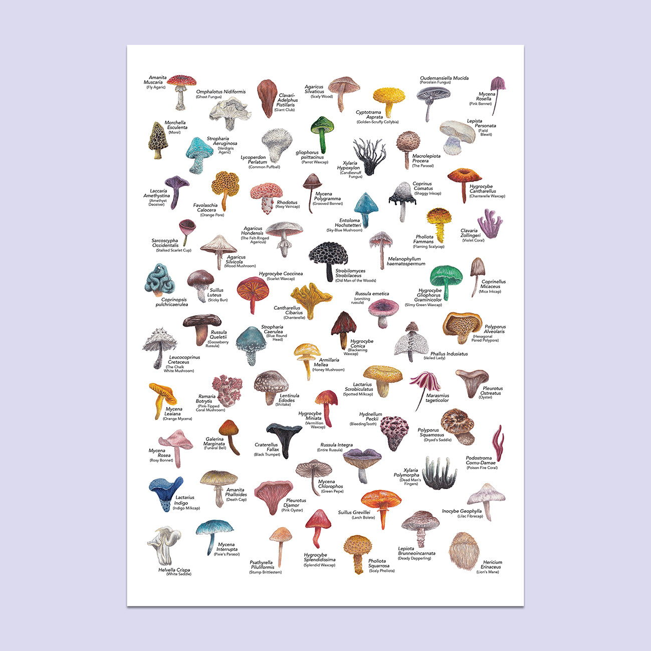 Mushroom A3 Print