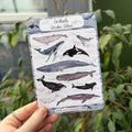 Hand holding a sticker sheet with whale illustrations against a green leafy background