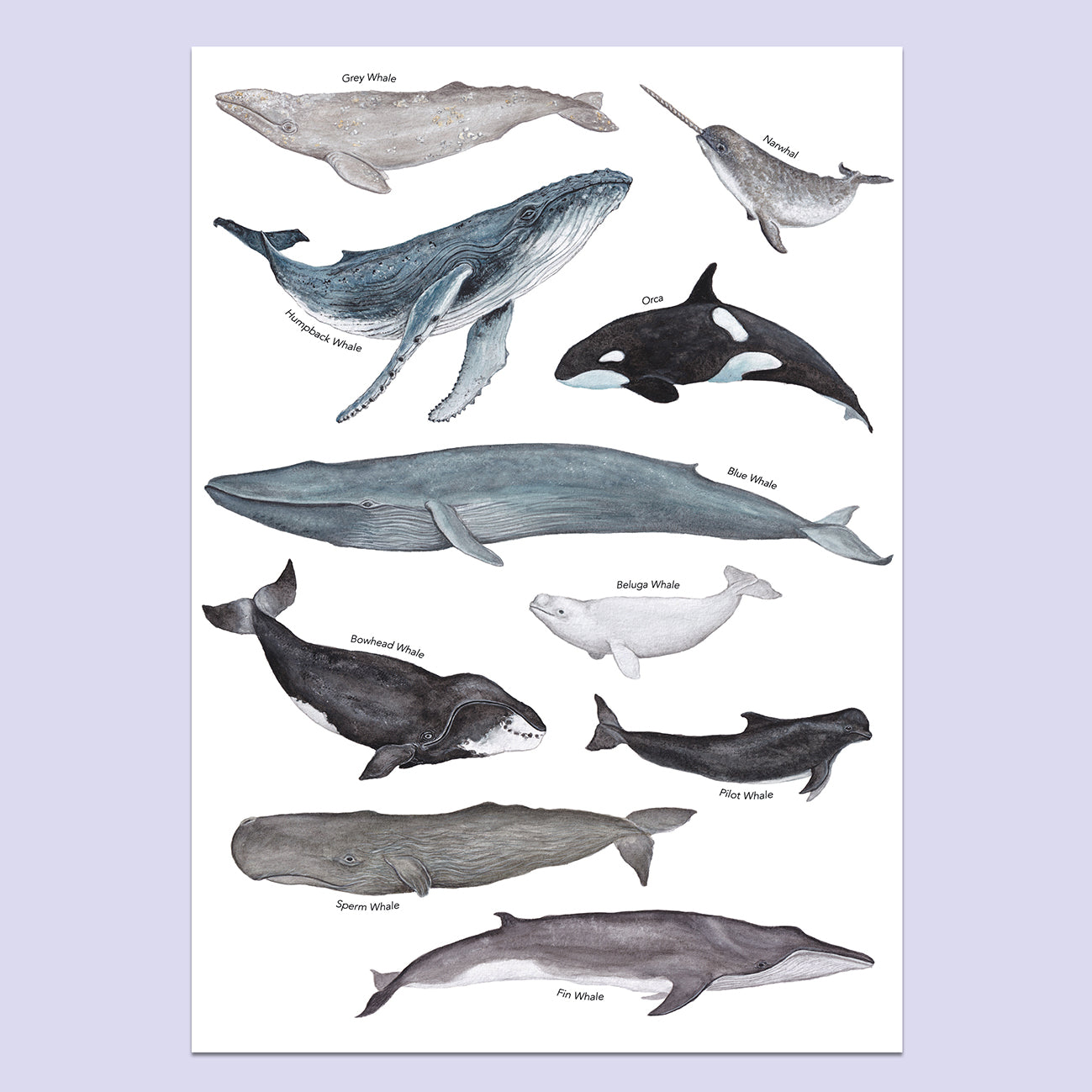 Whale A3 Print