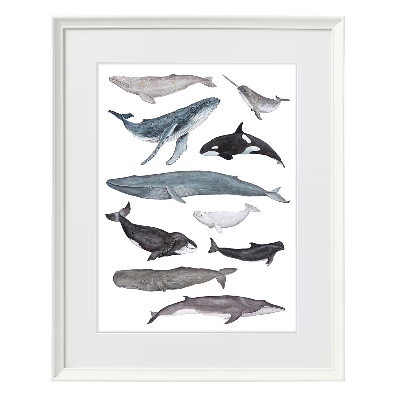 Whale A3 Print