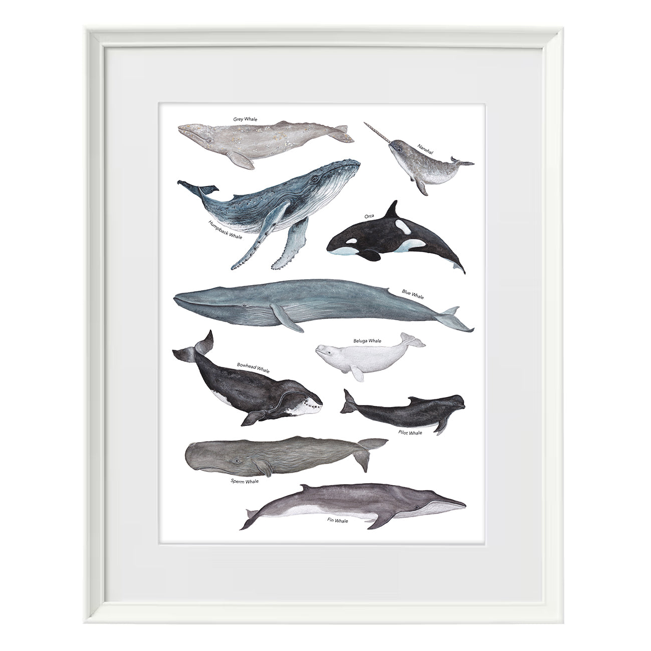 Whale A3 Print