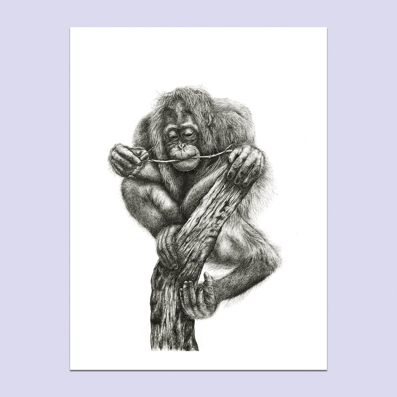 'The Last Branch' - A3 Limited Orangutan Inking Print image 0