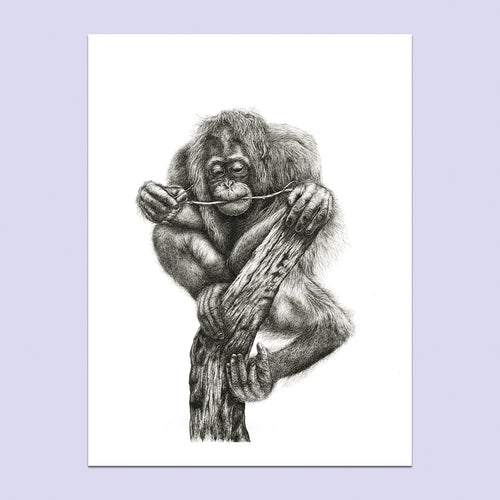 'The Last Branch' - A3 Limited Orangutan Inking Print image 0