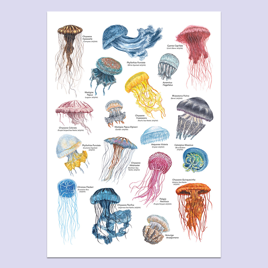 Jellyfish A3 Print image 1