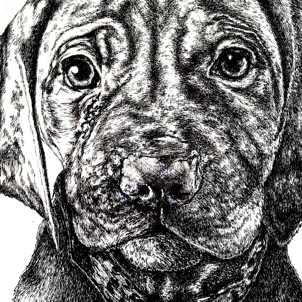 A4  Pet Portrait Commission image 4